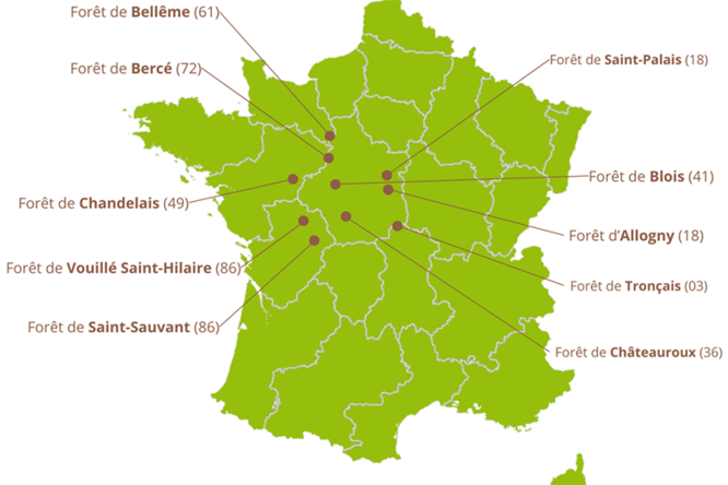 Forêt de Bellême (61) Forêt de Bercé (72) Forêt de Chandelais (49)  Forêt de Vouillé Saint-Hilaire (86)  Forêt de Saint-Sauvant (86)  Froêt de Saint-Palais (18)  Forêt de Blois (41) Froêt d'Allogny (18) Forêt de Tronçais (03)  Forêt de Châteauroux (36)