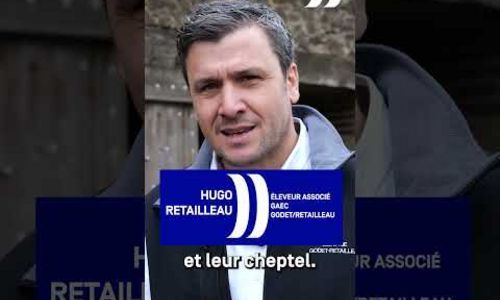 #SIA2026 : Un taureau vendéen au concours ! 🐮🐮🐮